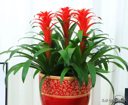 8种一次性花，开完就丢，别浪费感情，看看你养了几种。