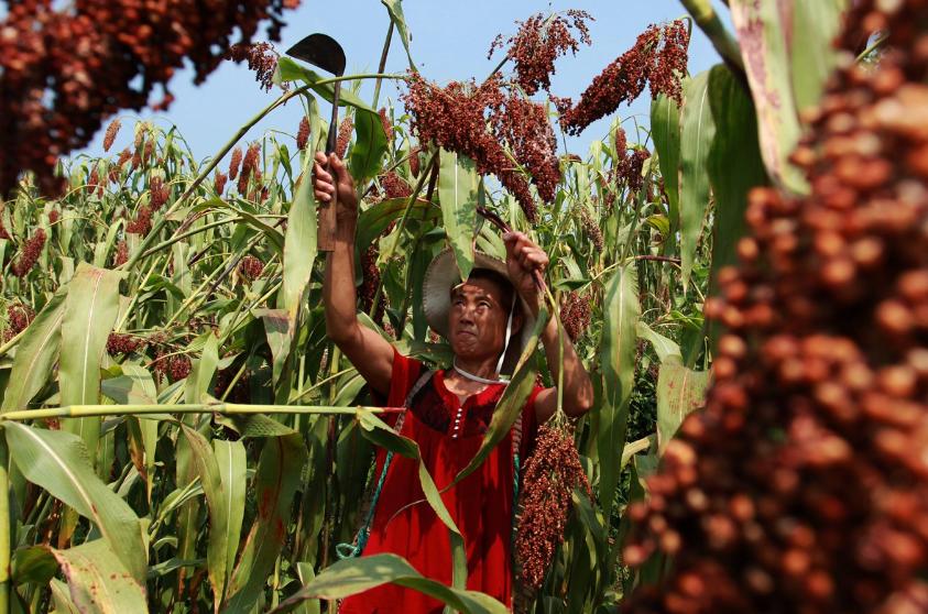 各种豆类杂粮大全,五谷杂粮中的豆类有哪些
