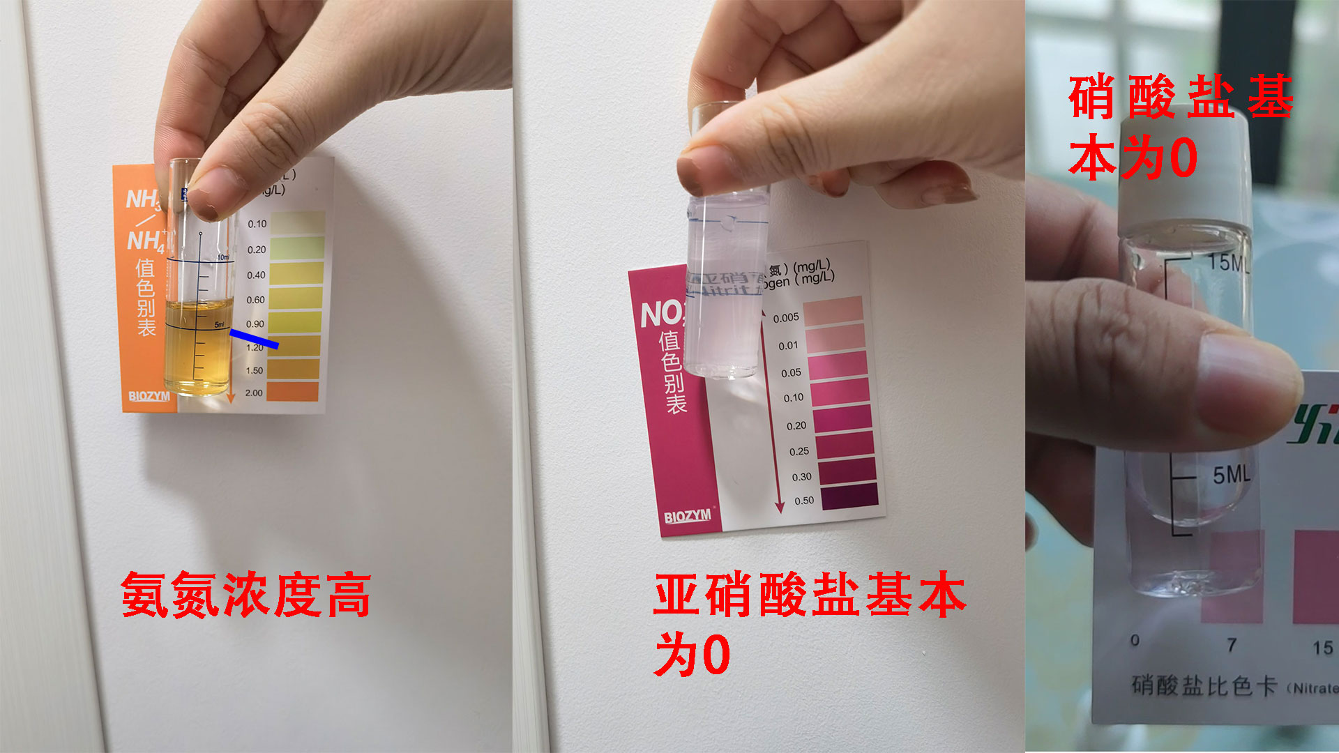 鱼缸硝化系统崩溃是什么原因,新鱼缸最快建立硝化系统时间