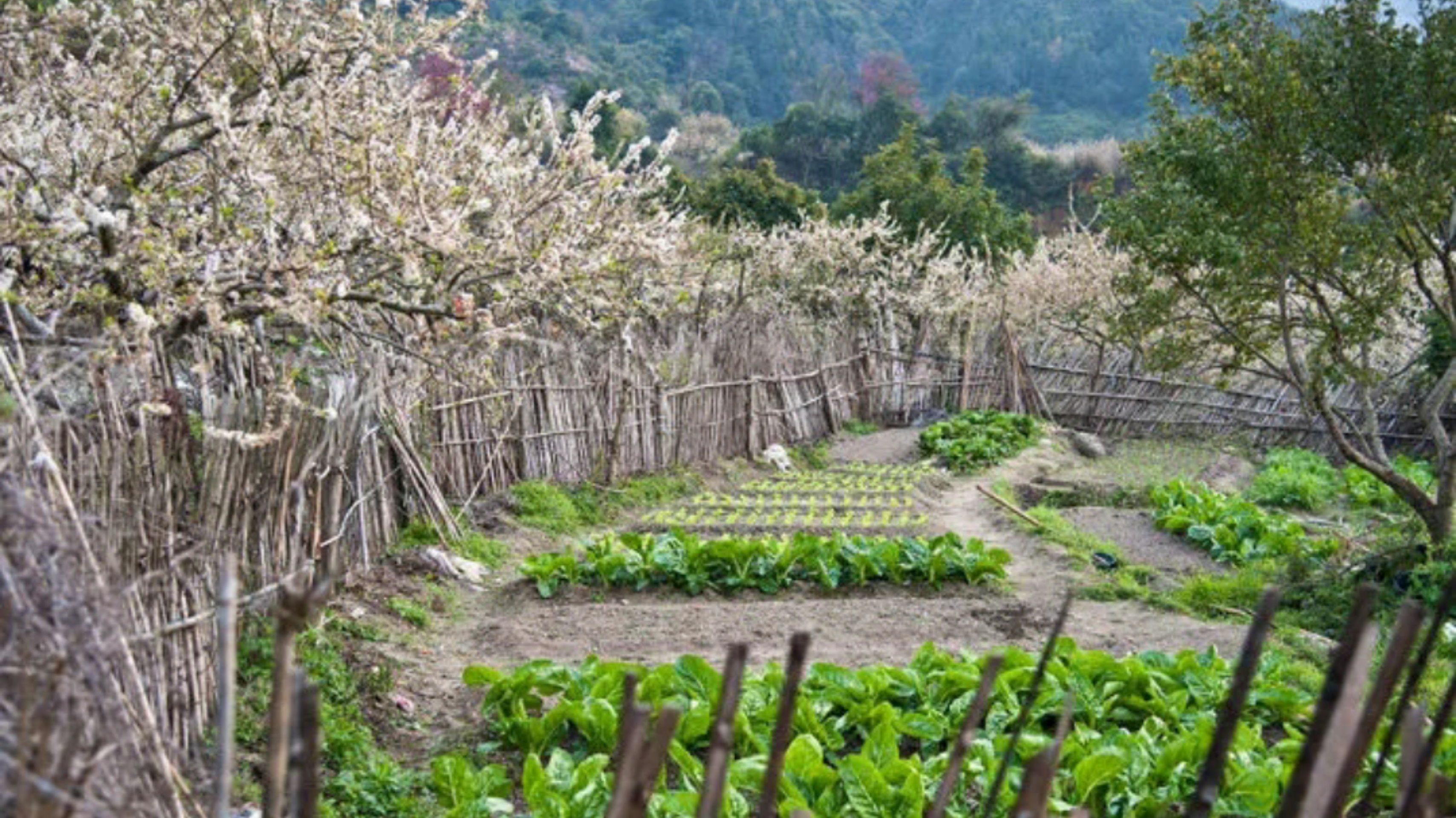 惠州赏梅花地方,惠州惠东梁化镇梅园