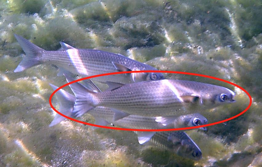 吴皇后对食,吴皇后宋高宗