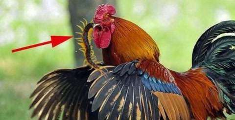 鸡为什么是蝎子的克星,鸡为什么是虫子的天敌呢