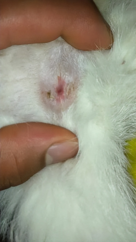 猫咪有肛门腺应该怎么治疗,猫咪有了尿垢怎么办