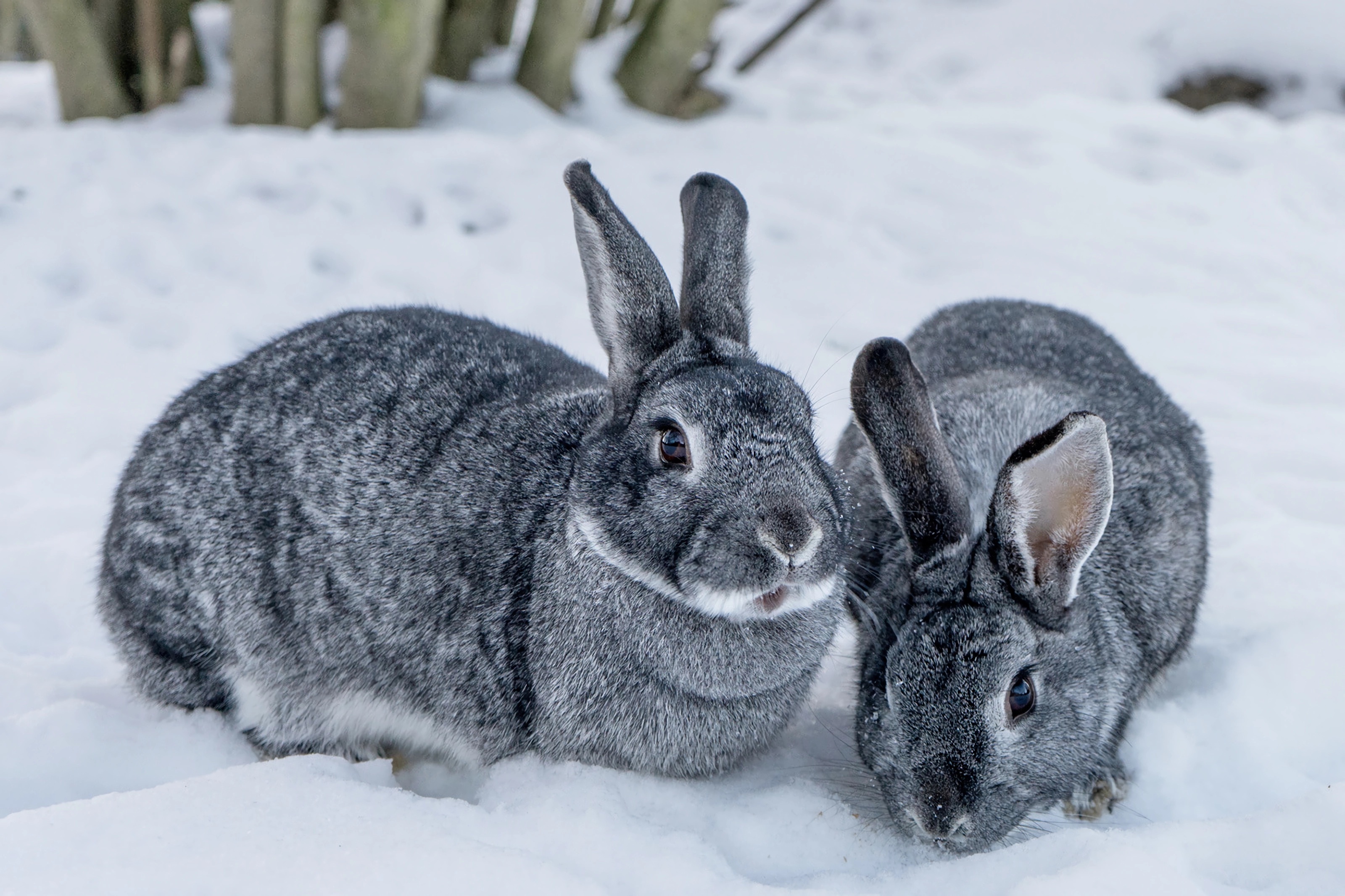 探秘动物世界蛇,超可爱的宠物兔子品种有哪些