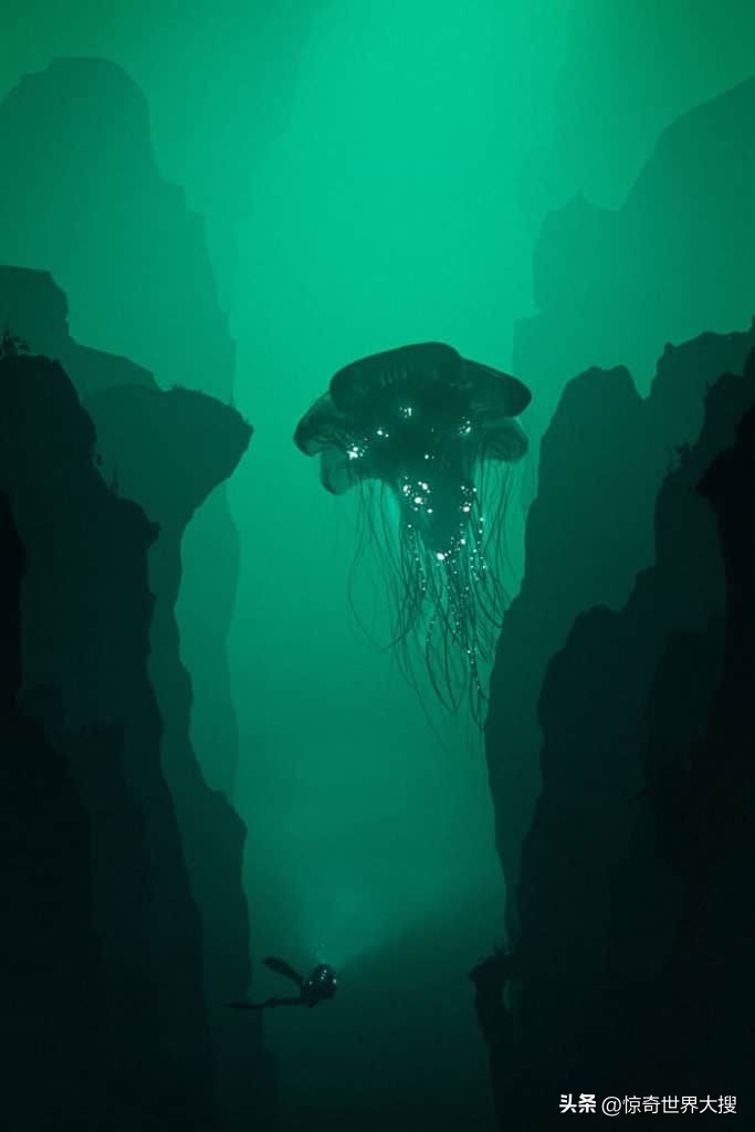 深海恐惧症最怕的100张图,深海恐惧症超长照片