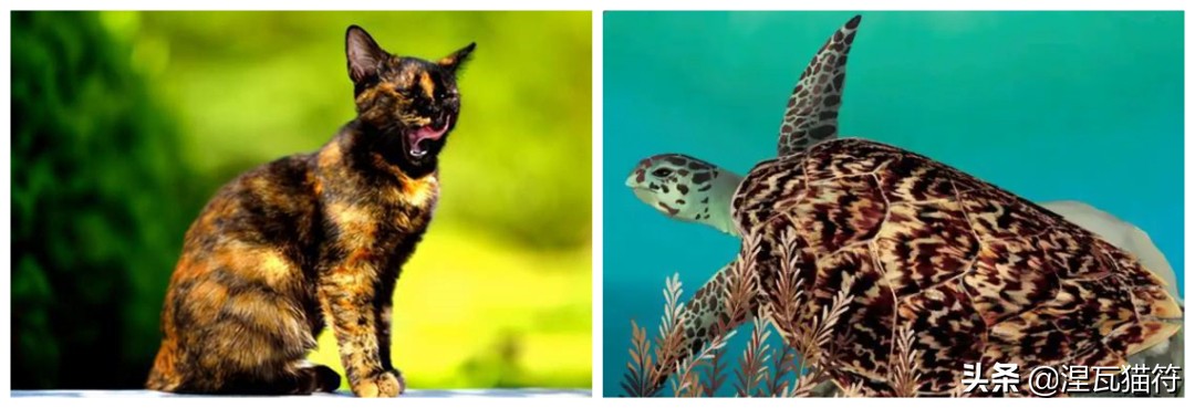 中国猫咪品种玳瑁猫,田园玳瑁猫的嘴