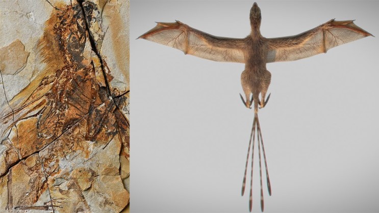 因基因变异快灭绝的动物,从远古到现在并未灭绝的动物