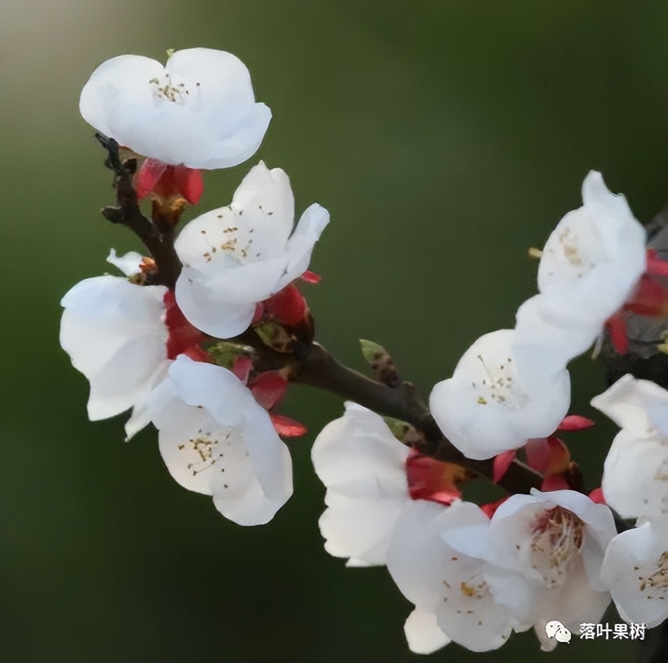 怎样辨别果树花和芽,怎么分辨阳光玫瑰果树