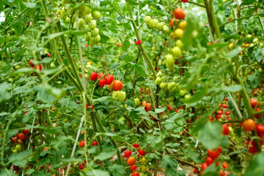 可可爱爱！华硕园里的“高颜值”小番茄成熟啦！
