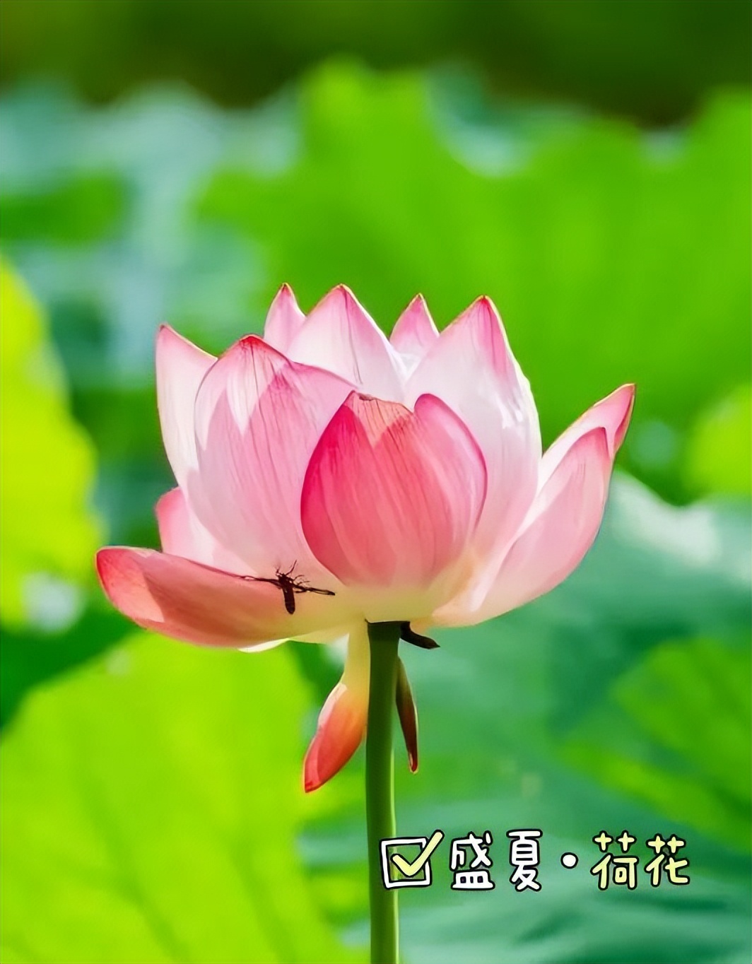 来自六月的赏荷请柬，请查收！