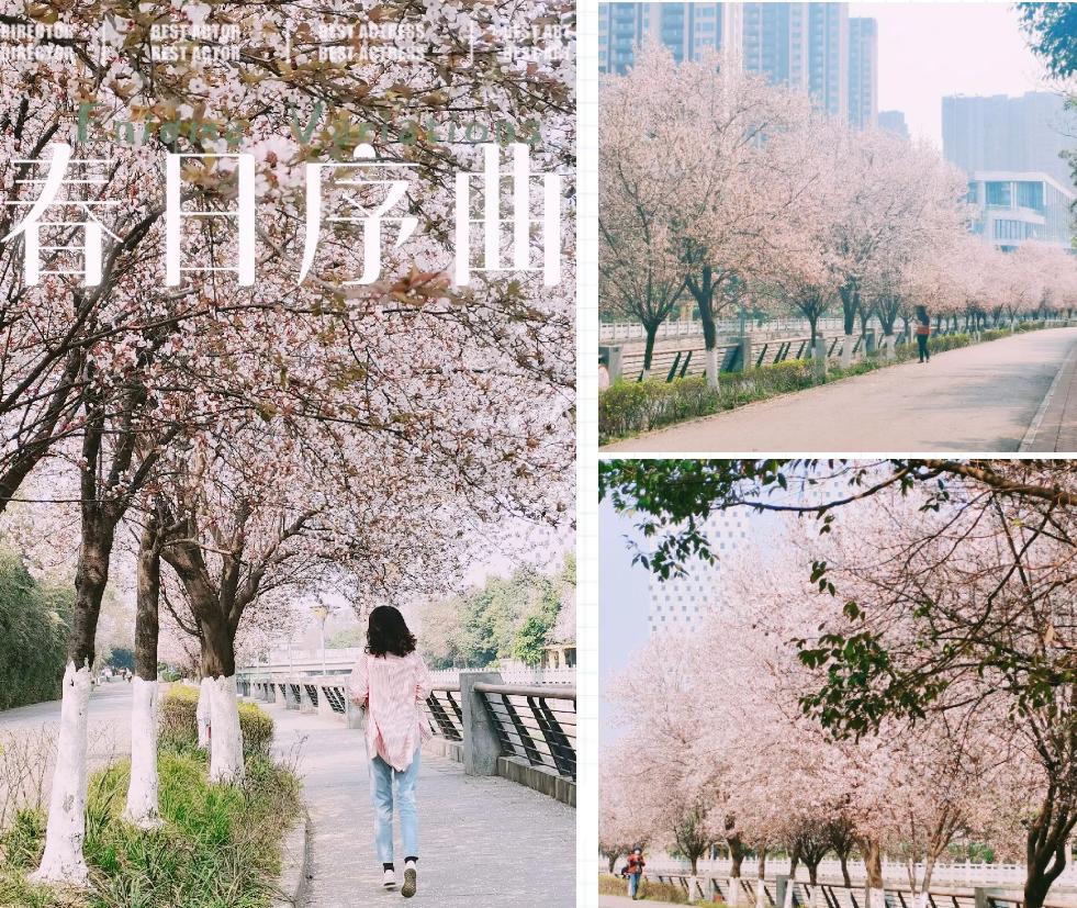 成都最有烟火气的老街,成都比较有特色的老街