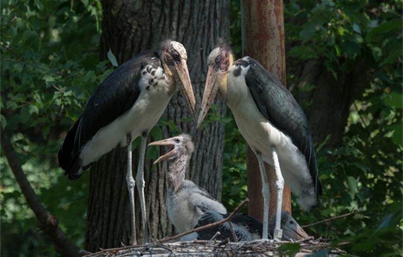 消失40多年的超丑大鸟现身大理，传说能克死皇帝？如今超受欢迎！