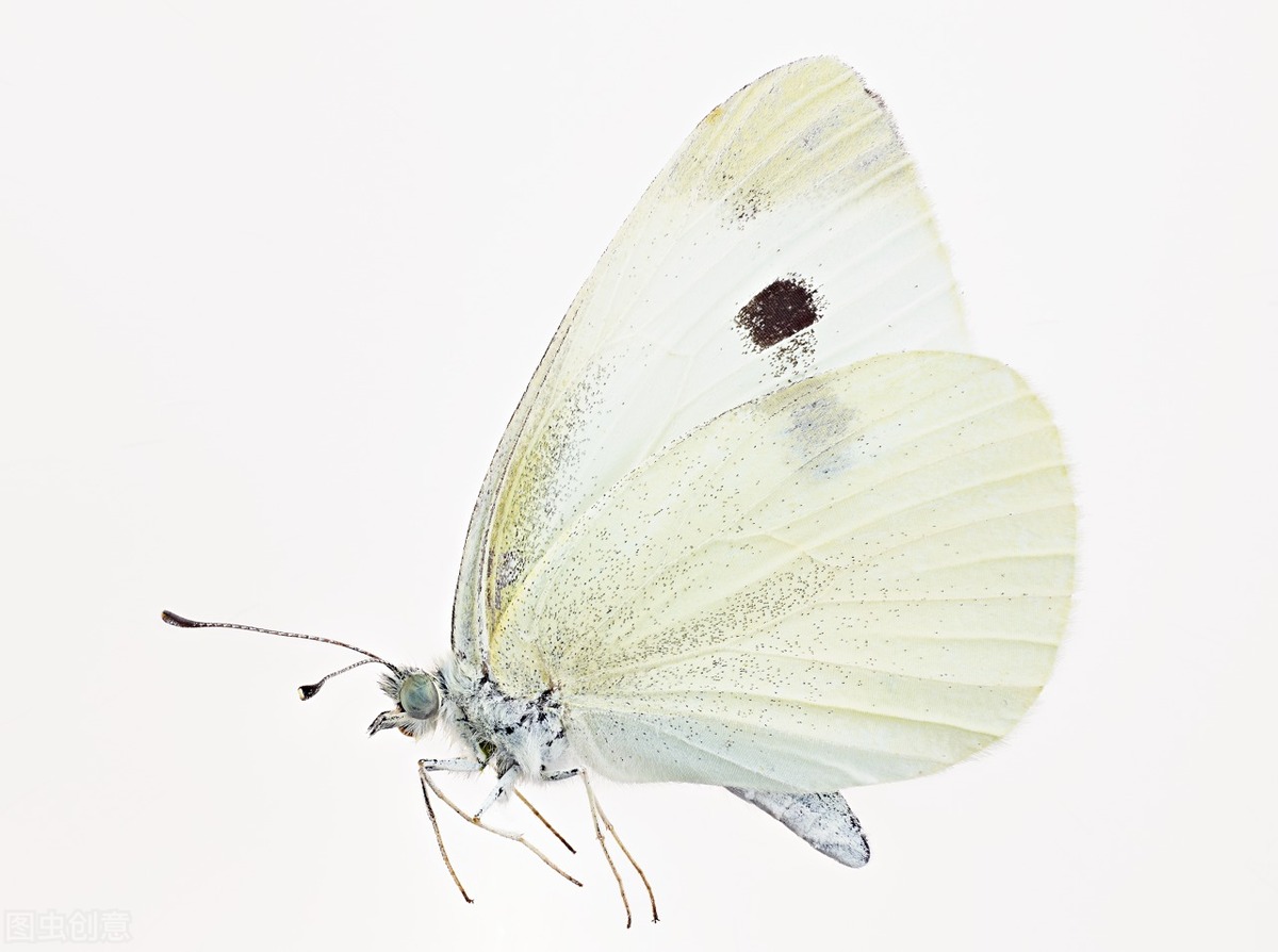 虎甲虫是世界上跑的最快的虫吗,虎甲虫是最快的昆虫吗