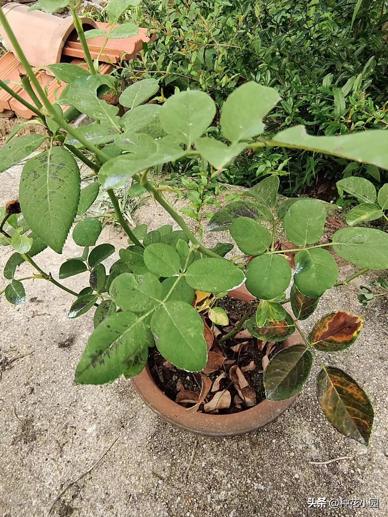 长时间不在家花怎么浇,月季在家怎么养成树状月季