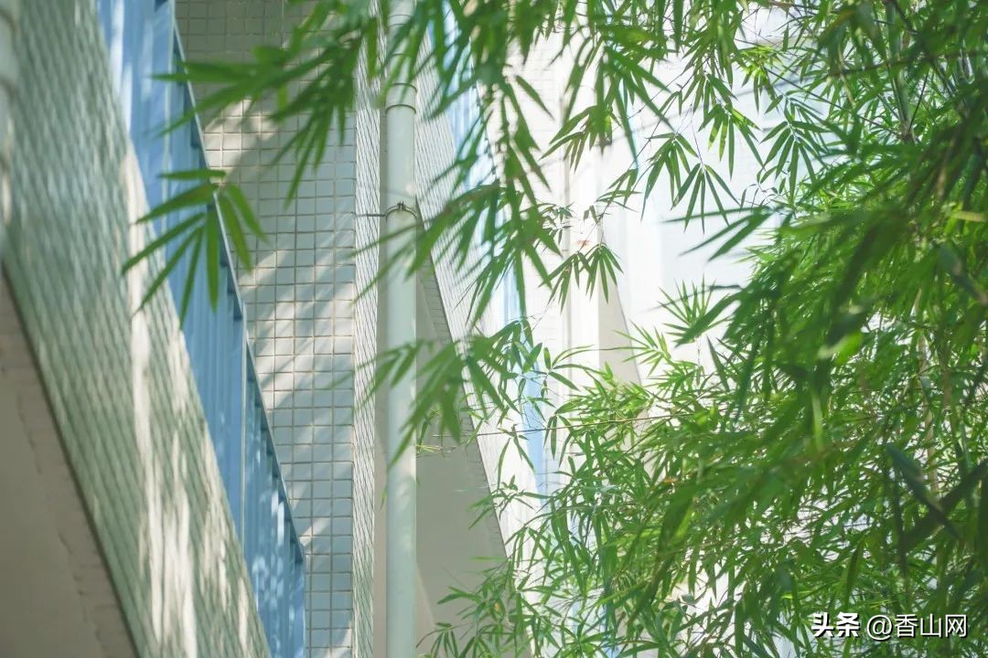 北师大珠海附中,三年青春在校园里