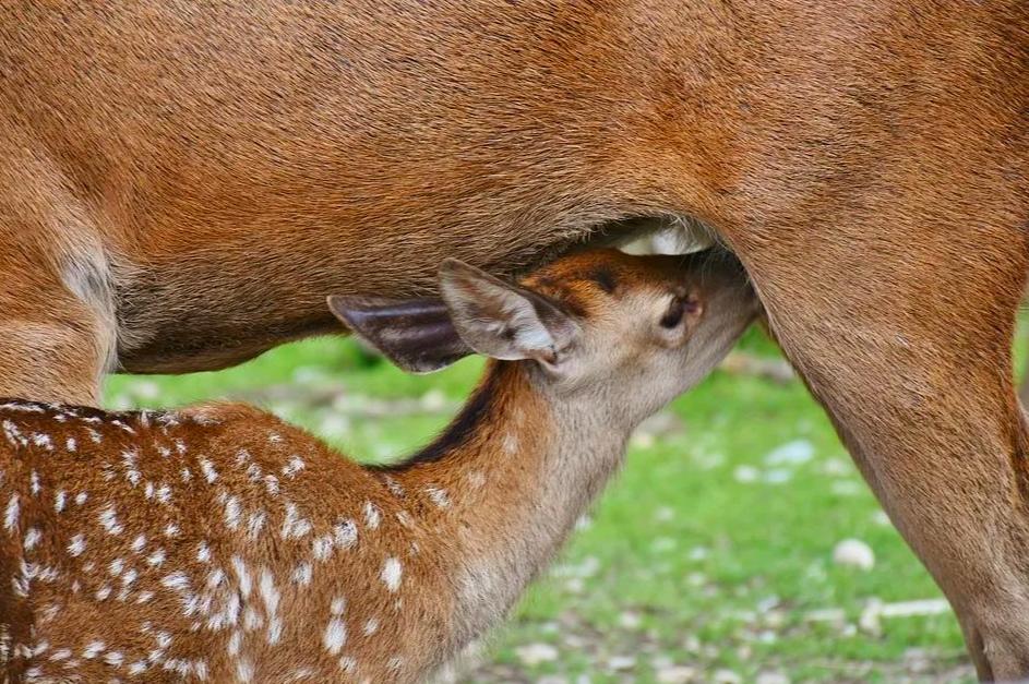 男性的乳房为何在进化中消失,男性为什么进化出喉结