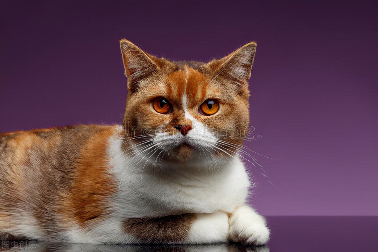 猫眼睛肿了流泪怎么回事,孩子摸了猫眼睛就肿怎么回事