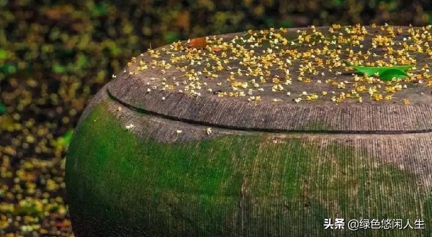 玉堂春富贵指哪些花,玉堂锦绣富贵春寓意