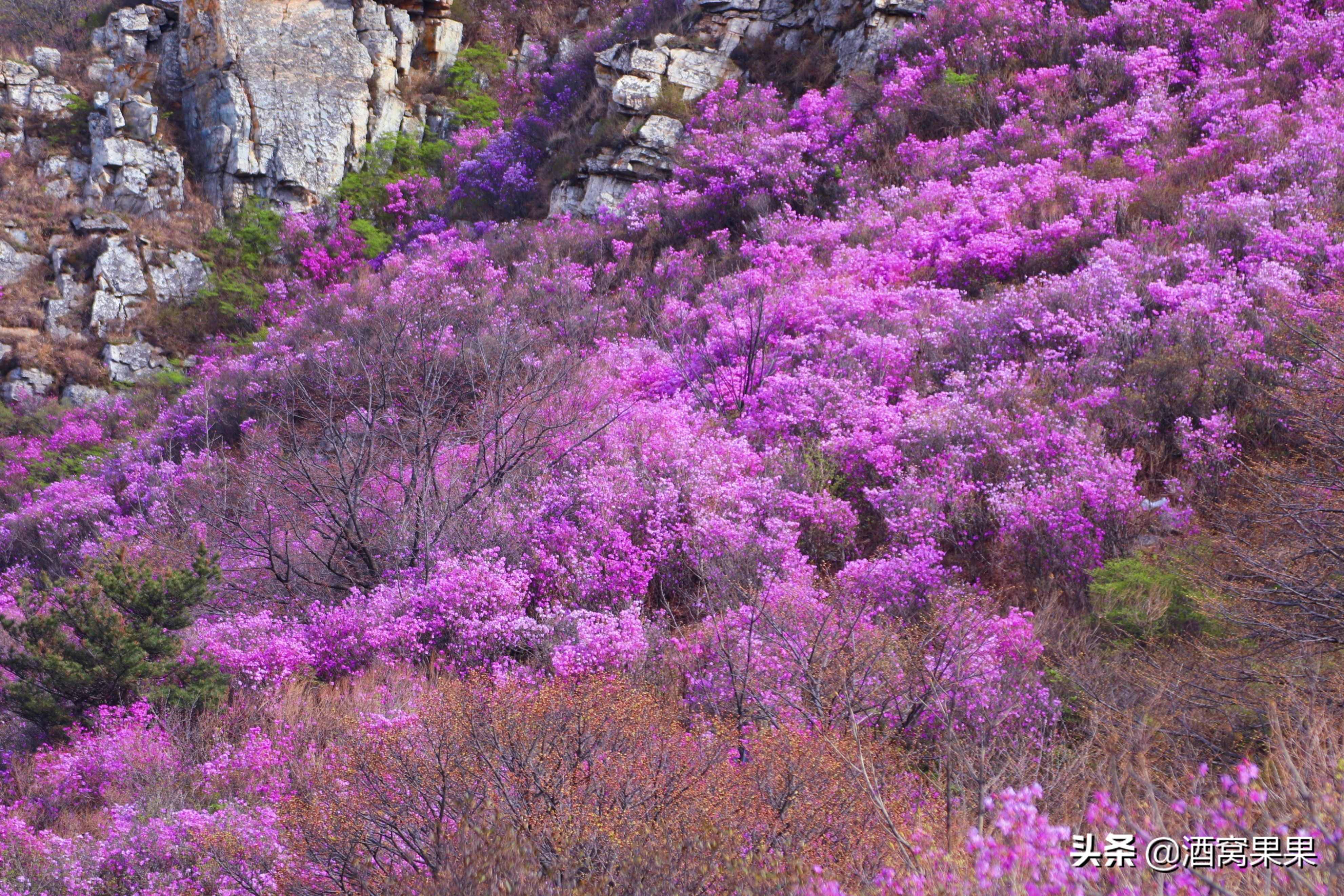 大连神秘花海旅游攻略路线,大连杜鹃花海旅游攻略