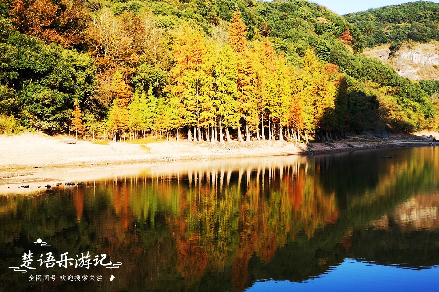 绝美水杉林,绝美水杉林视频