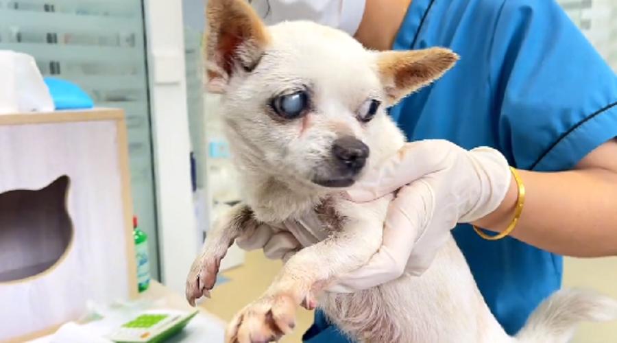 十余年的陪伴，却在台风天里被抛弃，狗狗在求助人怀里无助哀求着