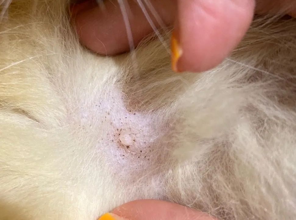 怎么断定猫咪身上有没有跳蚤,怎样判断猫咪身上有跳蚤