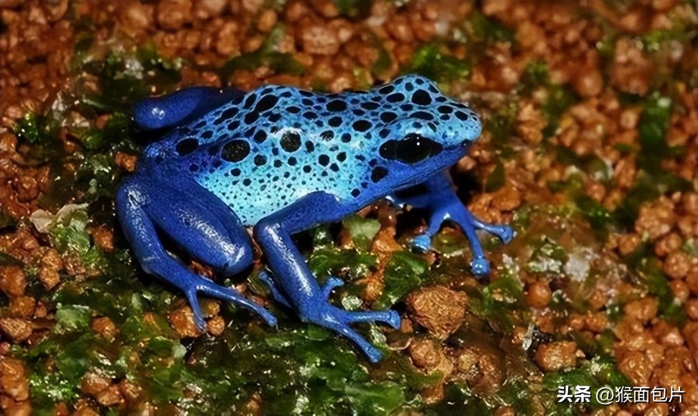 亚马逊雨林生存100天,亚马逊雨林生存楚河