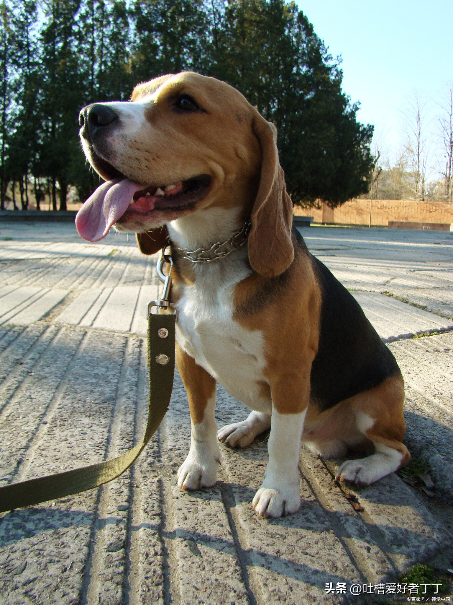 小型宠物狗品种有哪些,小型宠物狗养什么品种比较好