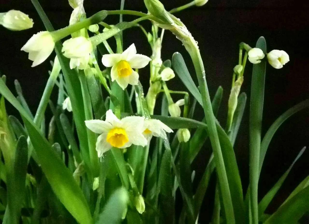 春夏之交，越来越多的花含苞欲放，这一百种娇媚蓓蕾真是美不胜收