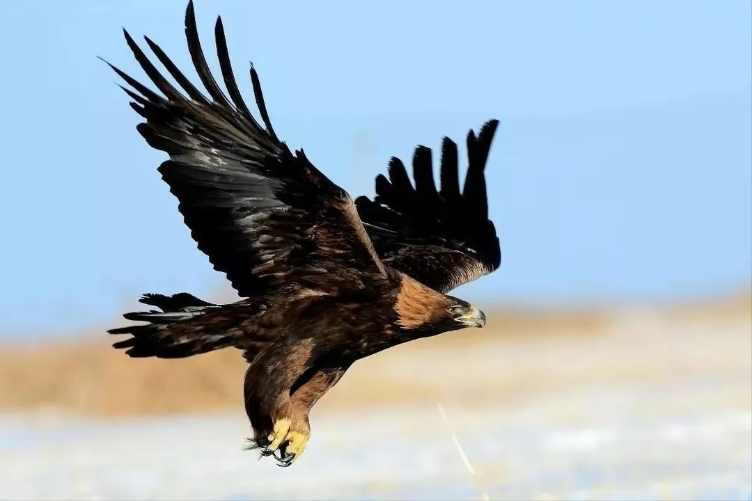 鸟在窝里为什么不会被雨淋到,下雨了鸟为什么不飞