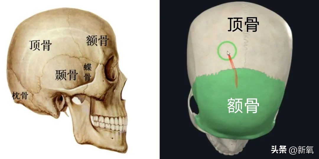 孔雪儿的颅顶美上热搜，“后脑勺垫发”真的那么神奇吗？