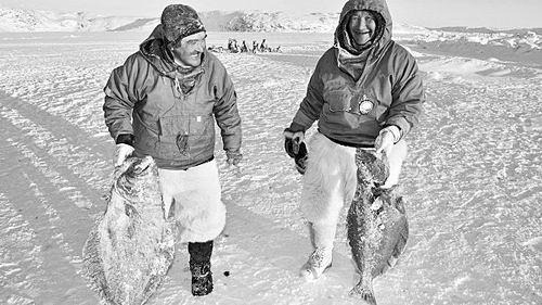 藻油DHA种类,脑黄金dha的藻油是什么样的