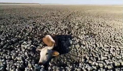 极端高温怎么解决啊,极端温度灾害主要有