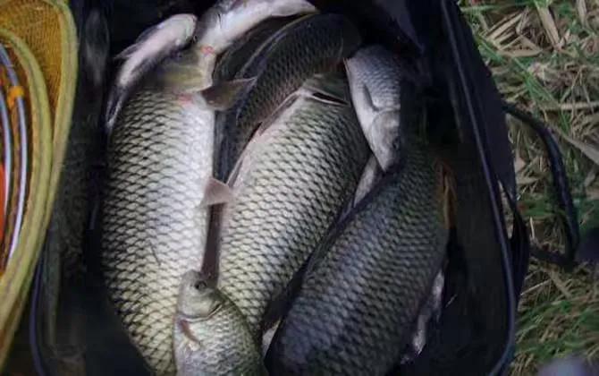 丸九饵料野钓鲤鱼配方,野钓鲤鱼什么时间钓最好