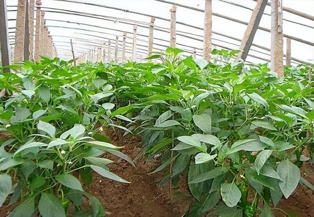 想要辣椒连续开花结果怎么管理,辣椒生长茂盛但结果少怎么办