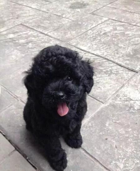 农村人买狗注意事项,农村狗市买狗注意事项