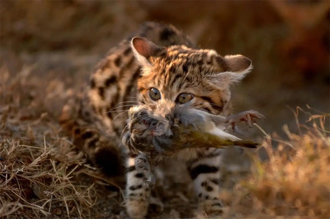 外表可爱却很凶残的动物大熊猫,大熊猫凶残的一面是什么样的