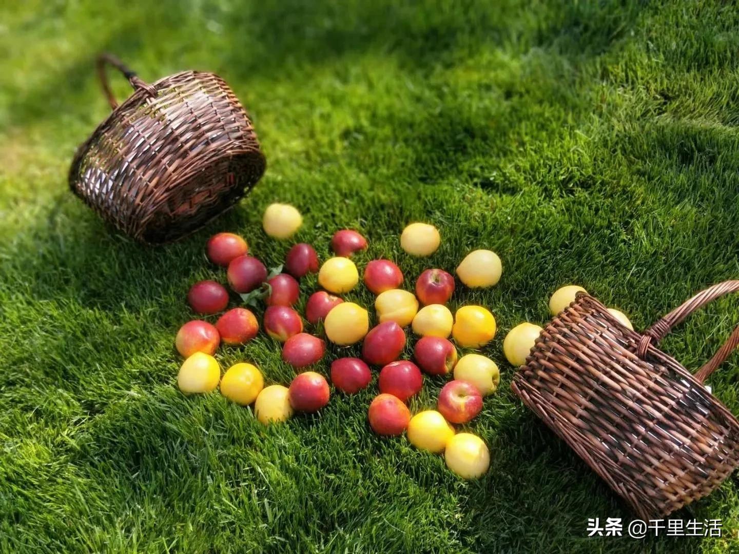 桃子熟了山东蒙阴黄桃,蒙阴蜜桃中国三大名桃