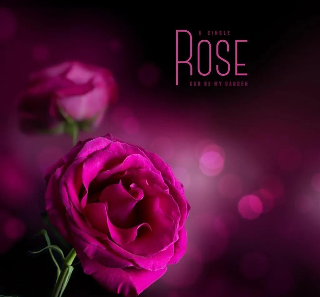 玫瑰花ins高级质感背景图,玫瑰花背景图高清图