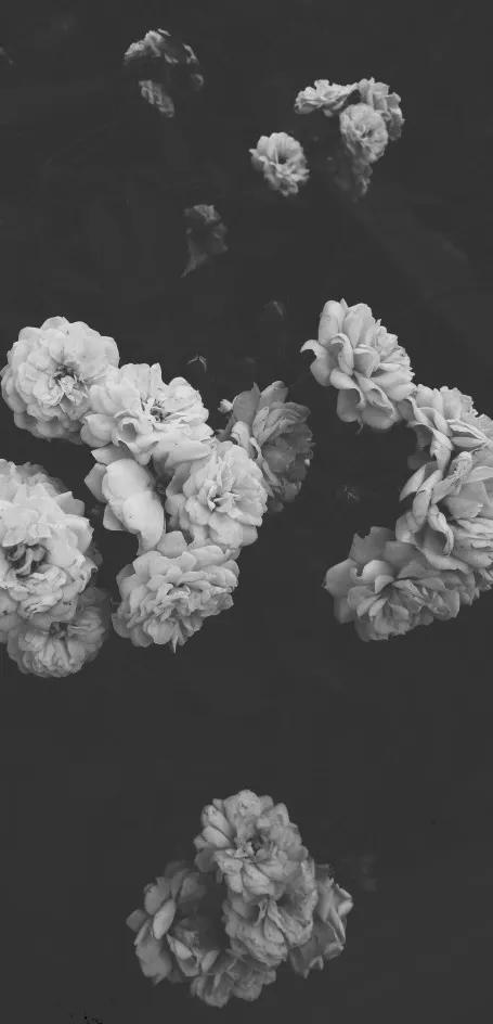 花朵黑白手绘图,黑白图片花朵