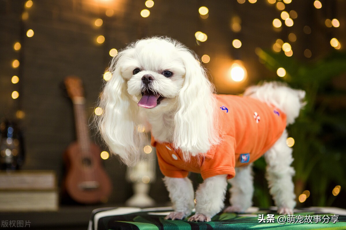 初学者好养的宠物犬有哪些,懒人适合养的宠物犬有哪些