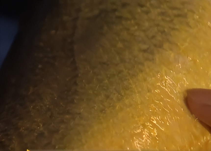 浙江人养南美对虾赚钱,浙江男人养甲鱼