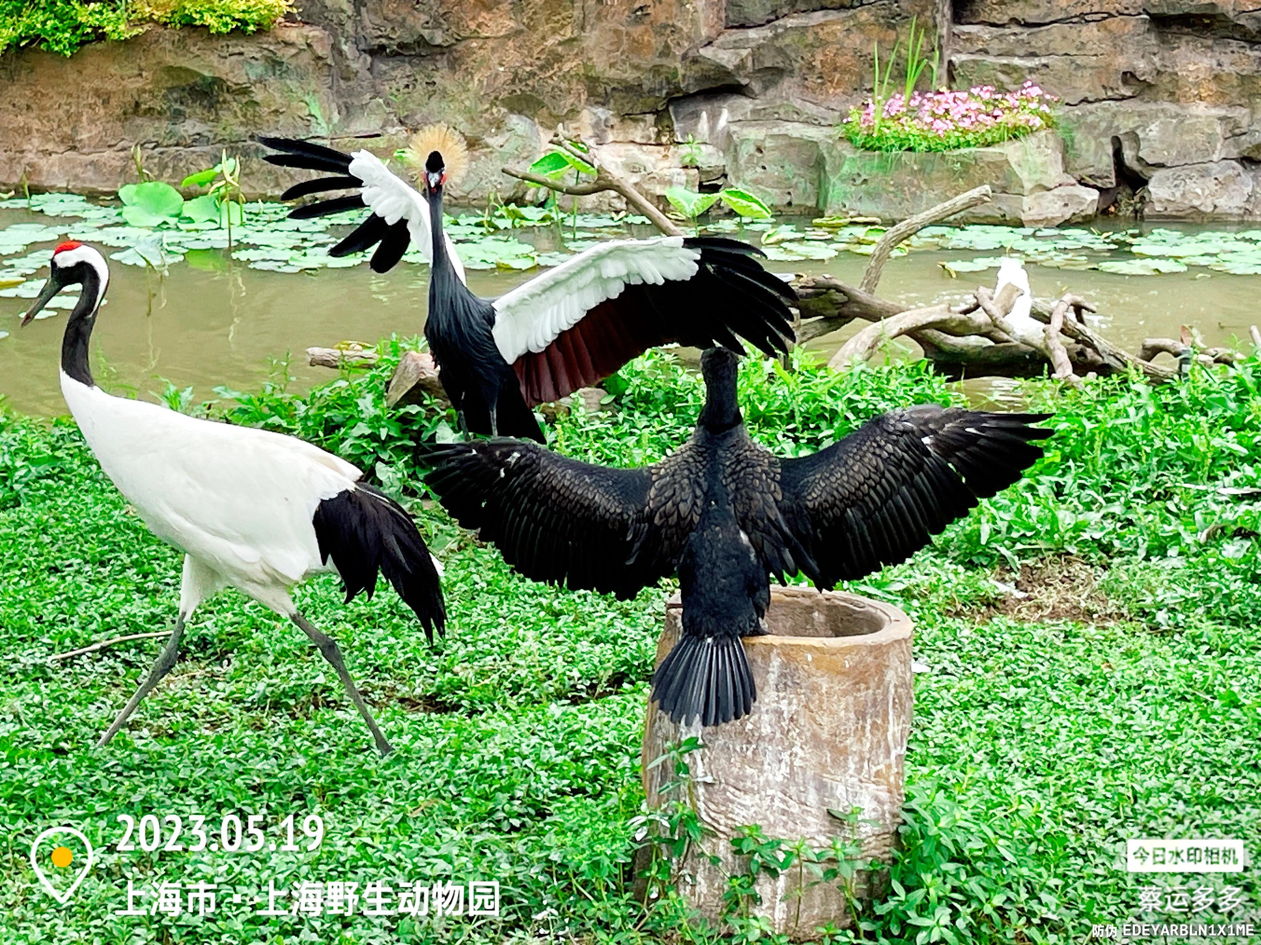 我喜爱的动物是小猫,什么动物招人喜爱