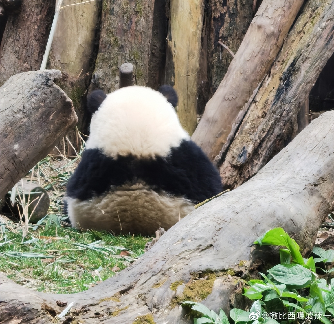 花花：接住谭爷爷给的小苹果，仿佛接住了整个世界。