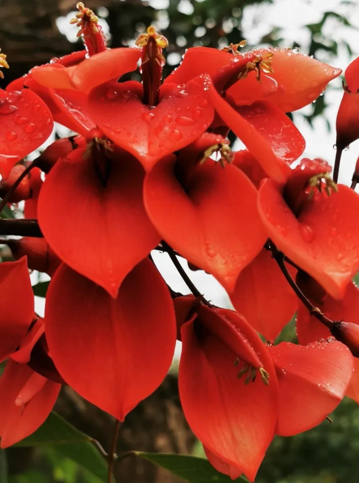 赏花旅游种什么花,春季去公园踏青上百种花让人眼花