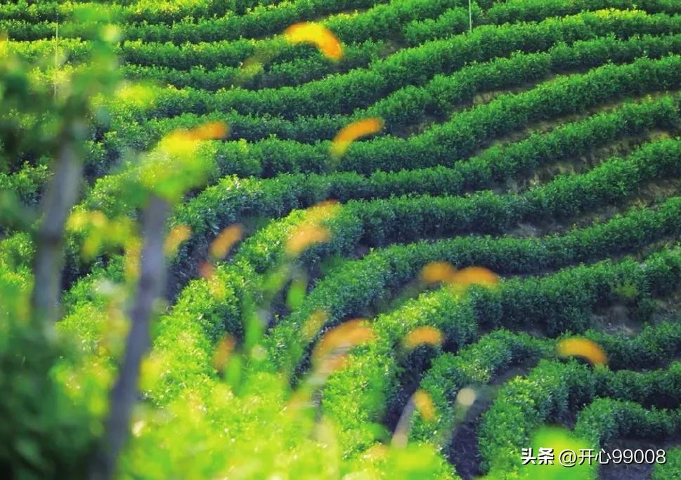 道德经精华成语大全,道德经里有多少成语