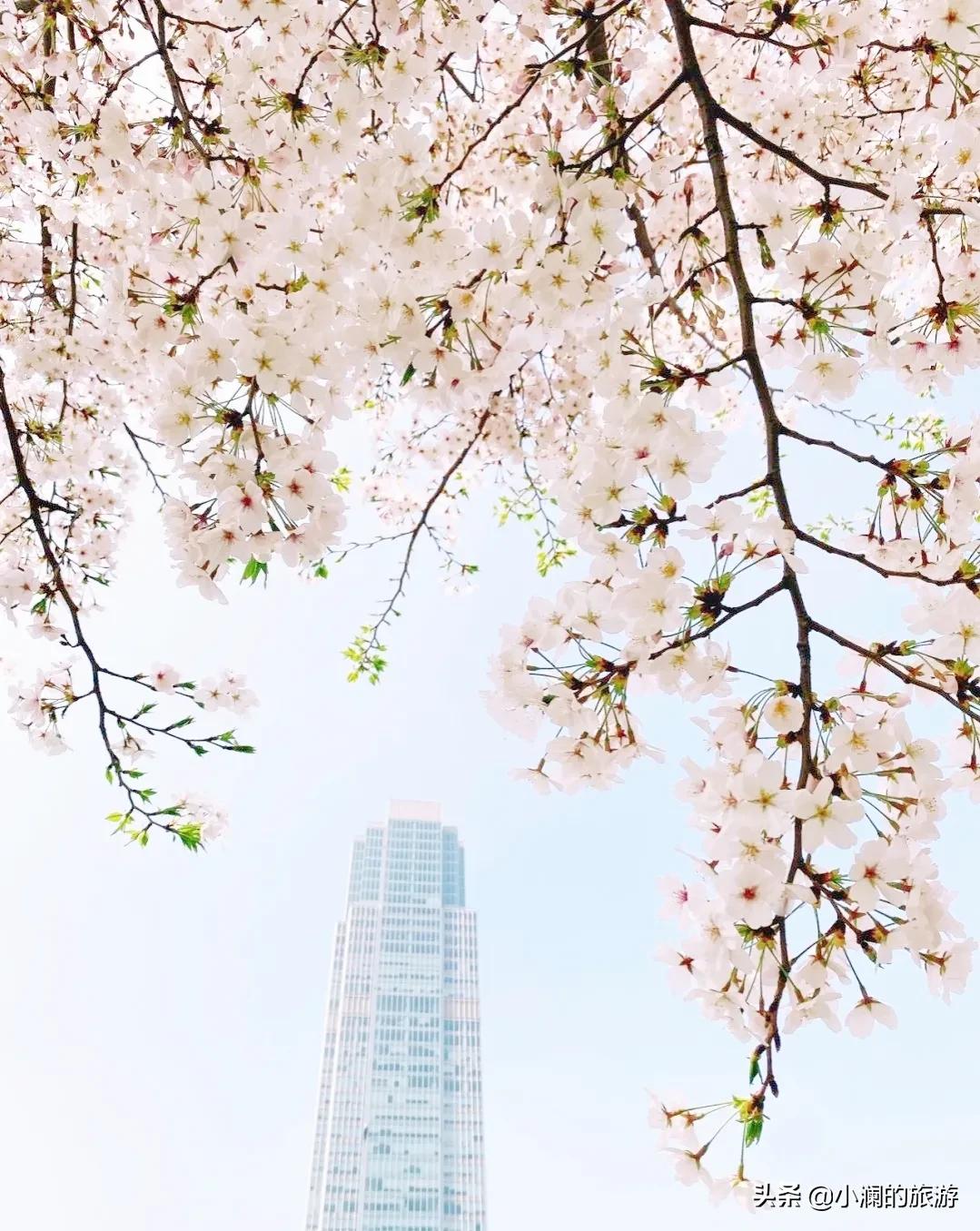上海市八大免费赏樱地，去过一次的人，基本会再去第二次