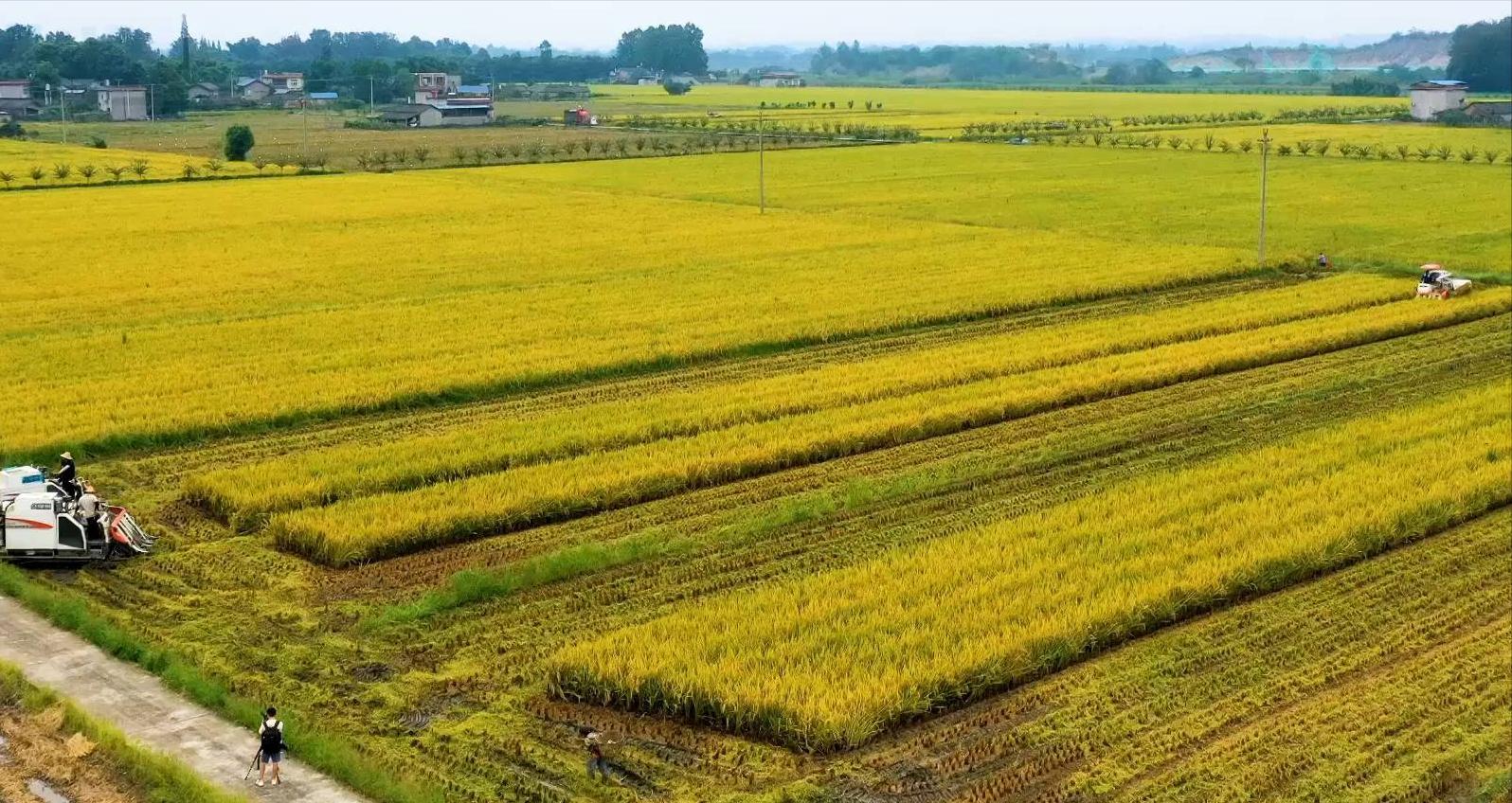 四川小吃排行榜前十名有哪些,四川十大经典传统小吃