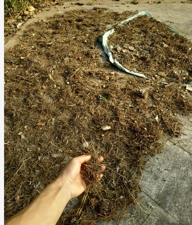 新手养花必学自制营养土,营养土田园土养花1比1可以吗