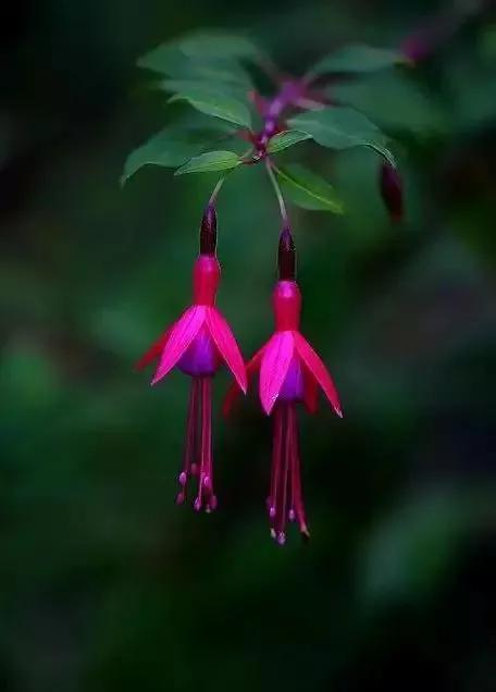 花朵壁纸横版,花朵招财壁纸